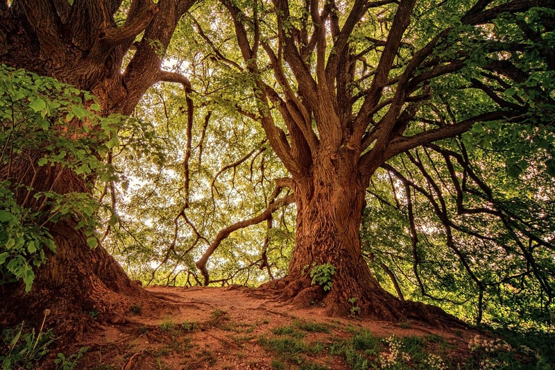 Brocéliande Forest